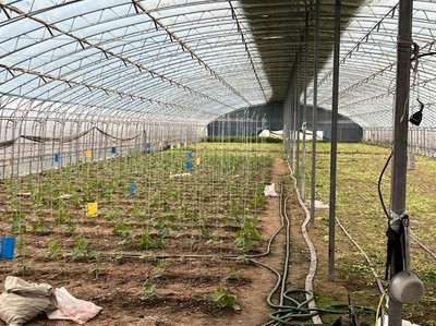 推動(dòng)特菜輕簡(jiǎn)化綠色高效種植技術(shù)“落地生根”——熊愛(ài)生教授指導(dǎo)宿遷特色蔬菜與芹菜種質(zhì)資源建設(shè)