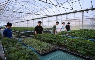 七彩思政大課 青春挺膺擔當——礦大暑期社會實踐簡報（四）種植技術開發(fā)