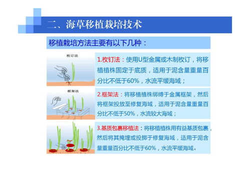 海藻的移植栽培技術 從自然采集到人工種植的開發(fā)之路