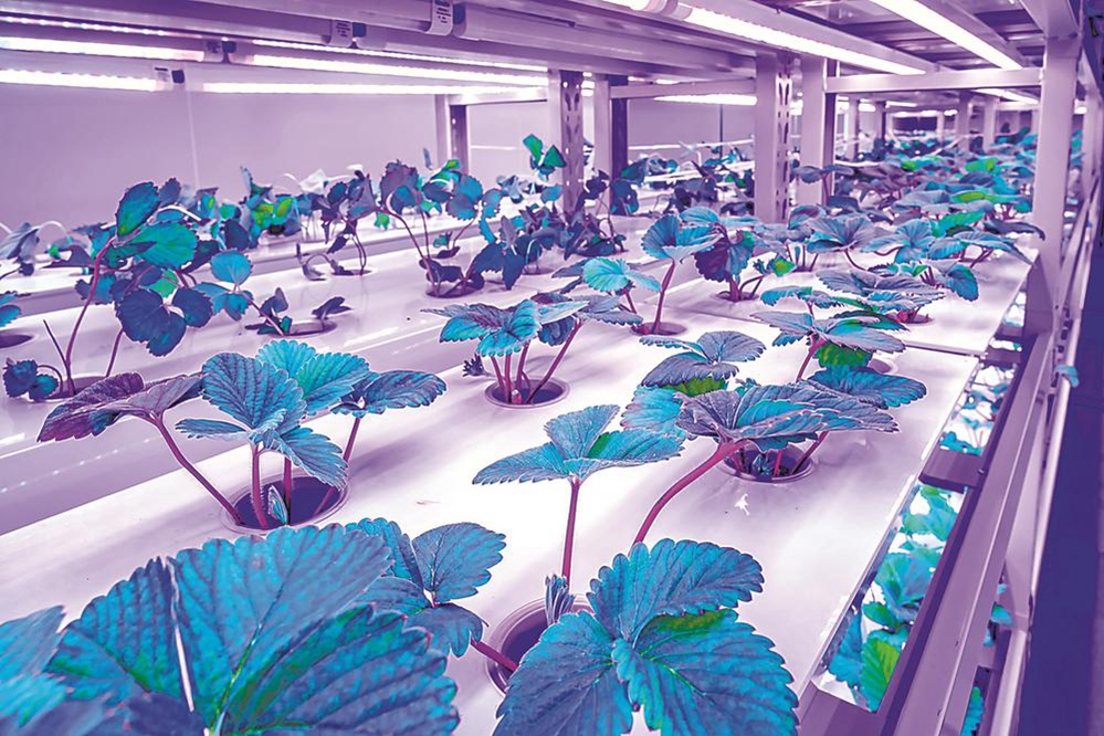 未來超級植物工廠 不靠陽光不用土 產(chǎn)量提高40倍